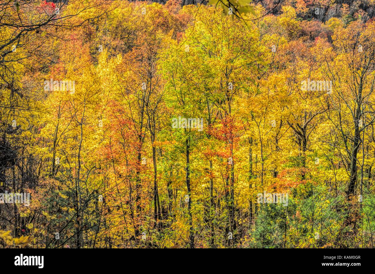 Caduta di alberi giallo in Smoky mountains Foto Stock