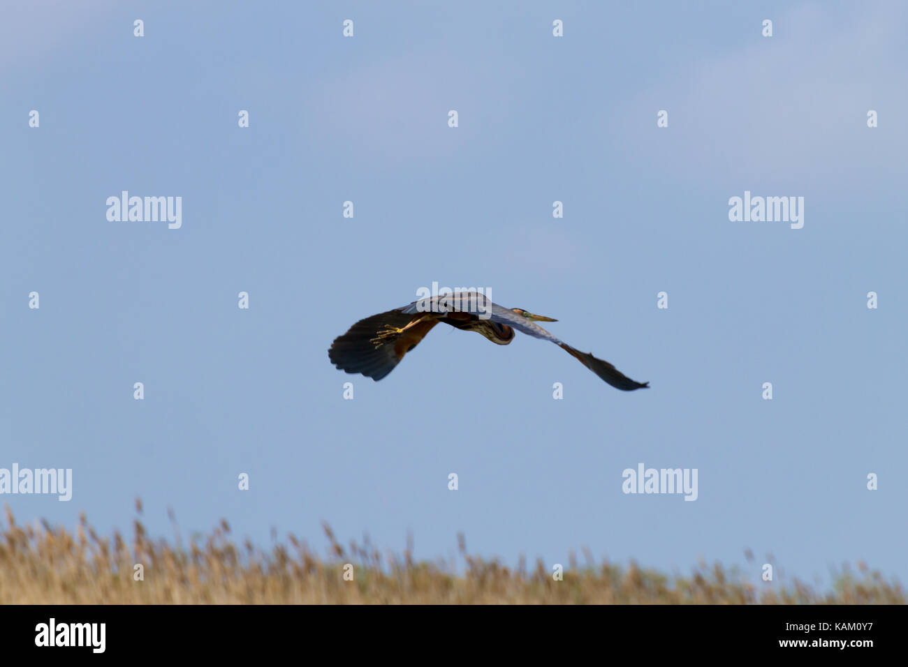 Airone rosso vicino fino dal fiume Po laguna, Italia. Per gli uccelli migratori. Natura italiana Foto Stock