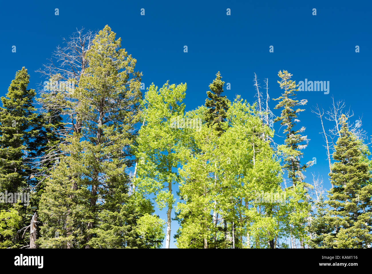 Green Tree Tops contro un cielo blu Foto Stock