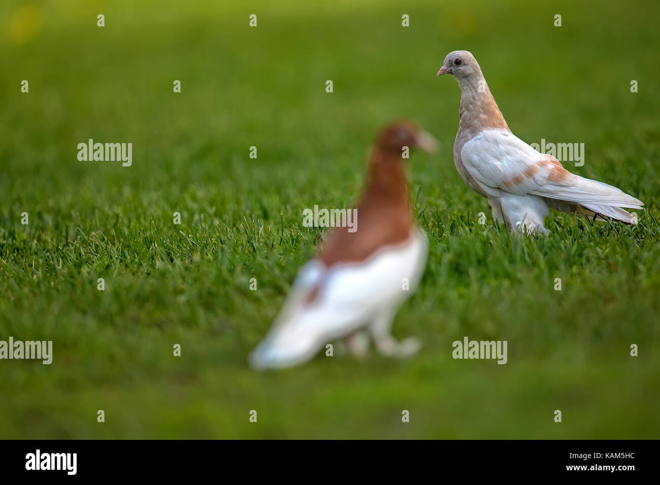 Piccioni in una radura nel selvaggio Foto Stock