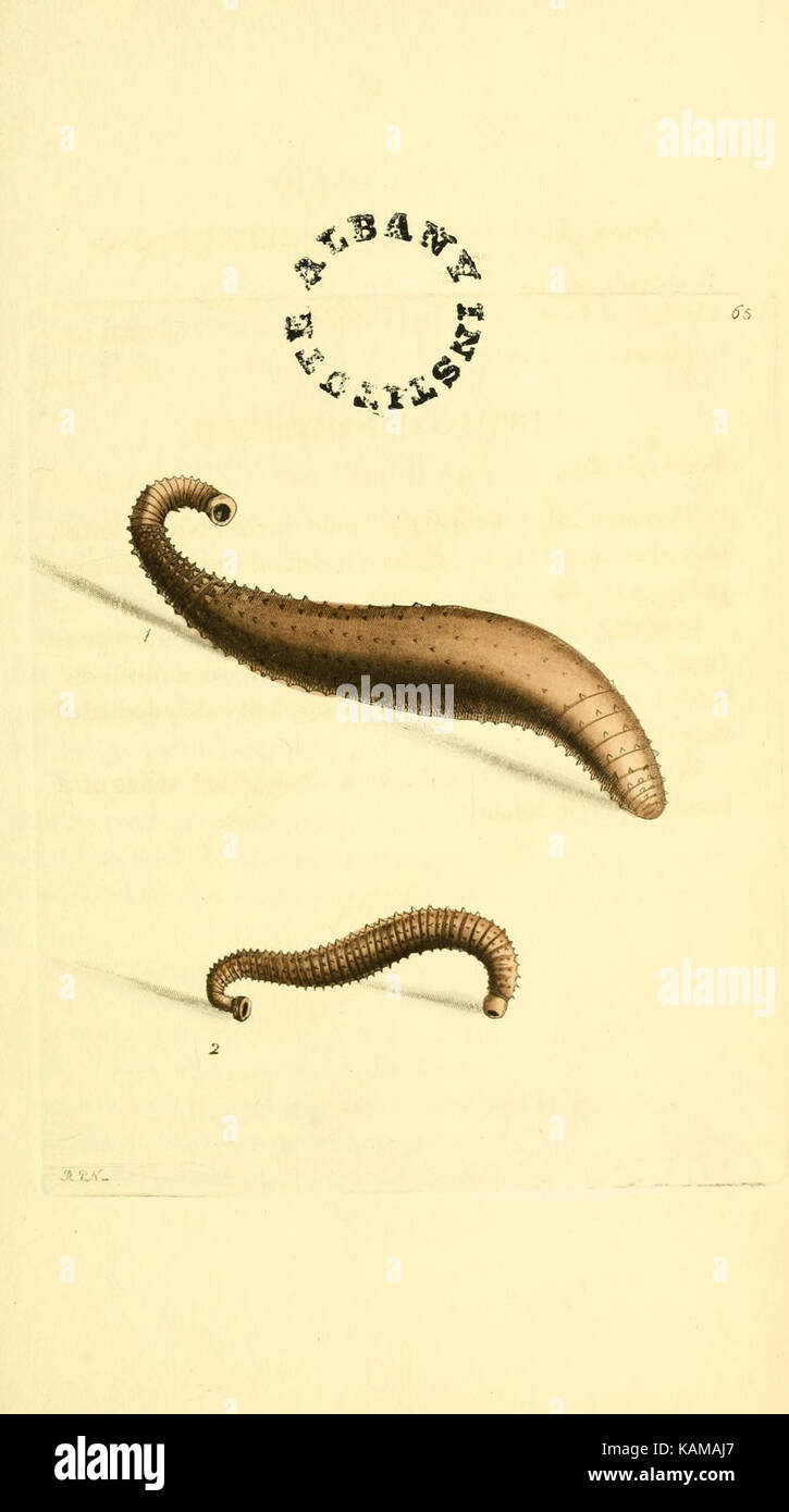 Questa immagine presenta la copertina di "The Zoological Miscellany", un libro che mostra disegni e dipinti di vari soggetti zoologici. Comprende illustrazioni storiche e fornisce un prezioso riferimento per lo studio degli animali e le loro raffigurazioni nell'arte. Foto Stock