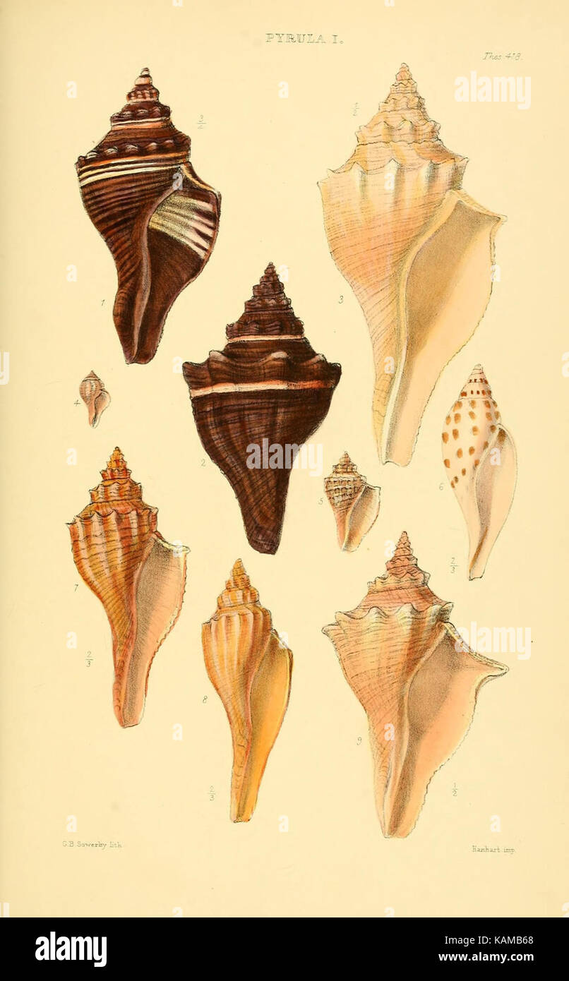 Un'illustrazione dettagliata dei molluschi presenti nel "Thesaurus Conchyliorum", raffigurante vari generi di conchiglie. Il disegno evidenzia la natura storica del pezzo, prodotto dalle biblioteche Smithsonian Institution. Serve come riferimento vintage, offrendo informazioni sulle antiche specie di molluschi attraverso una rappresentazione artistica classica. Foto Stock