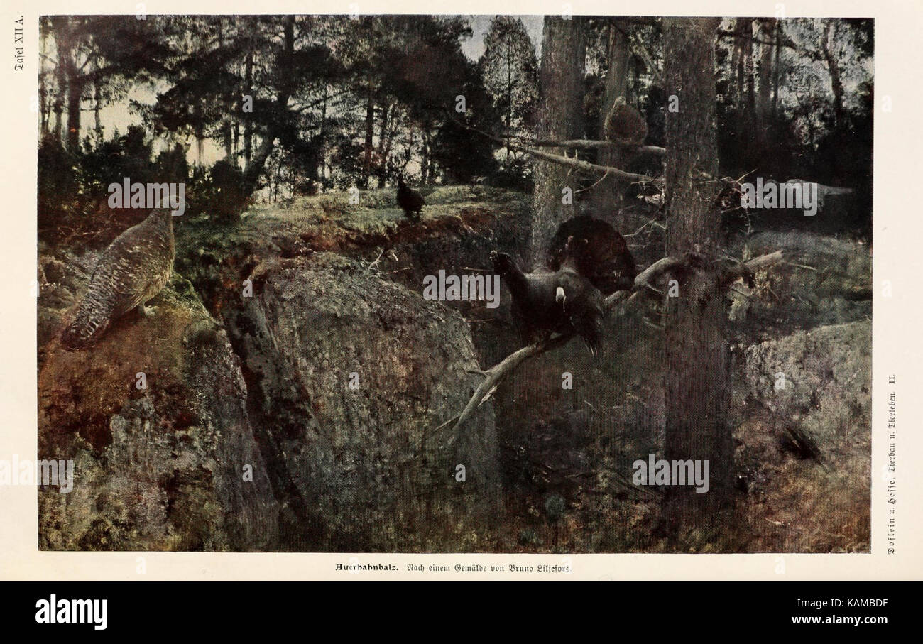 Tierbau und tierleben in ihrem zusammenhang betrachtet (9676967601) Foto Stock