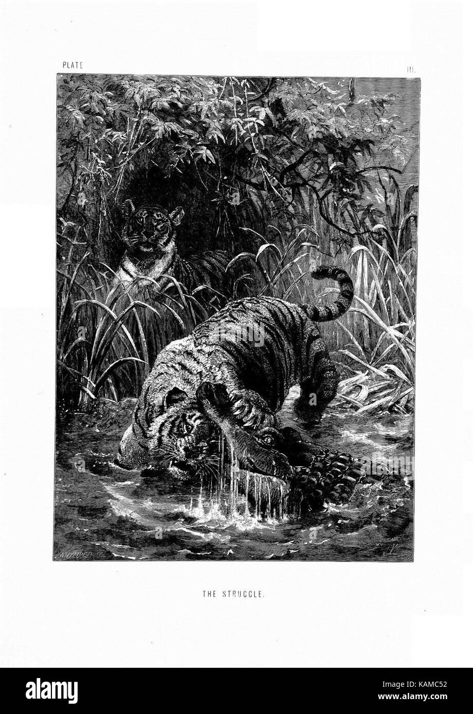 La vita e le abitudini degli animali selvatici (piastra III) (8199184567) Foto Stock