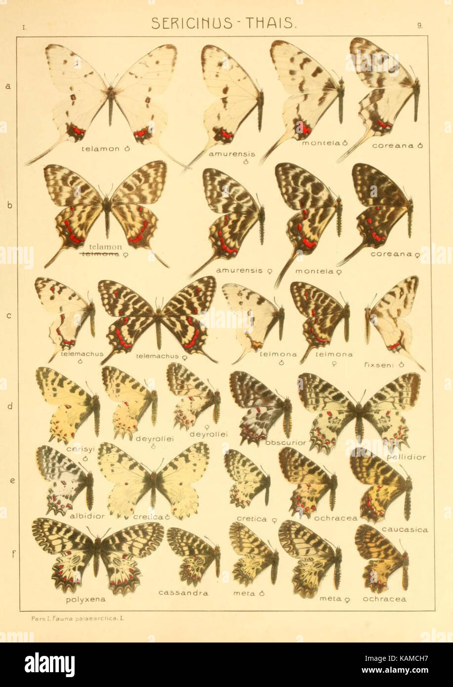 Il Macrolepidoptera del mondo (TAF. 9) (8145235003) Foto Stock