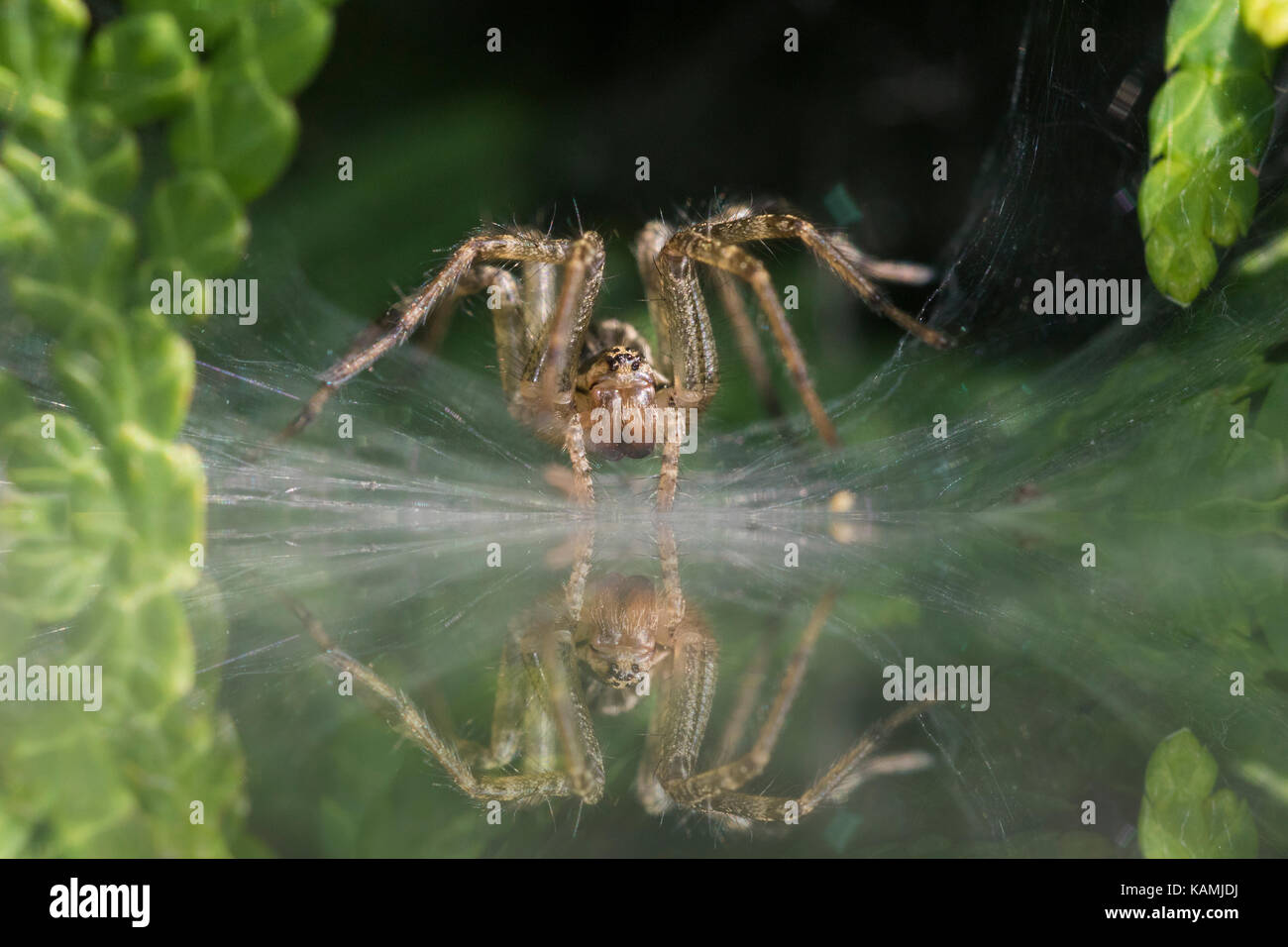 Imbuto Weaver Spider Foto Stock