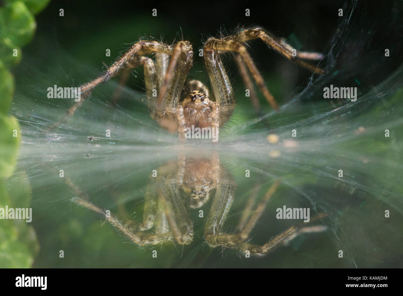 Imbuto Weaver Spider Foto Stock