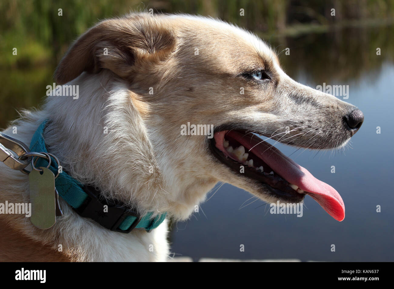 Husky Australian Shepherd profilo mix Foto Stock