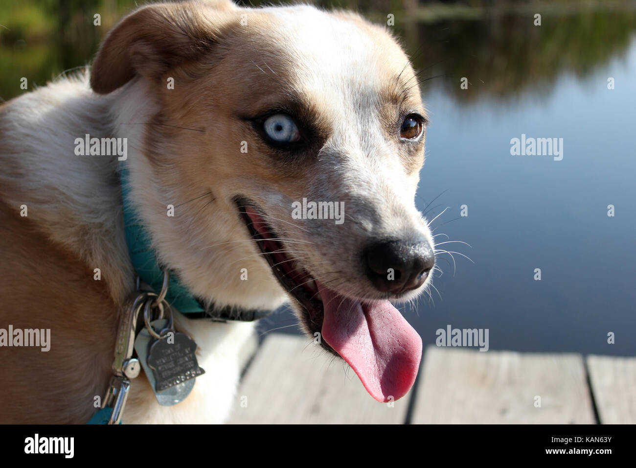 Bella blu eyed husky mix aussie cane a stagno Foto Stock