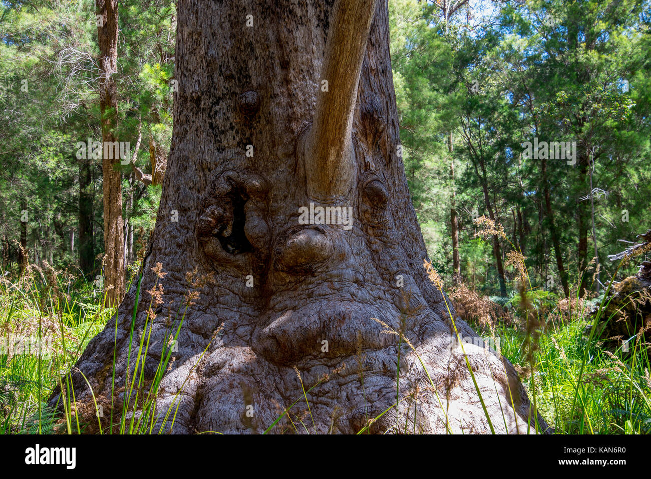 Un divertente albero faccia in una Valle degli antichi vicino a Walpole e Danimarca Foto Stock