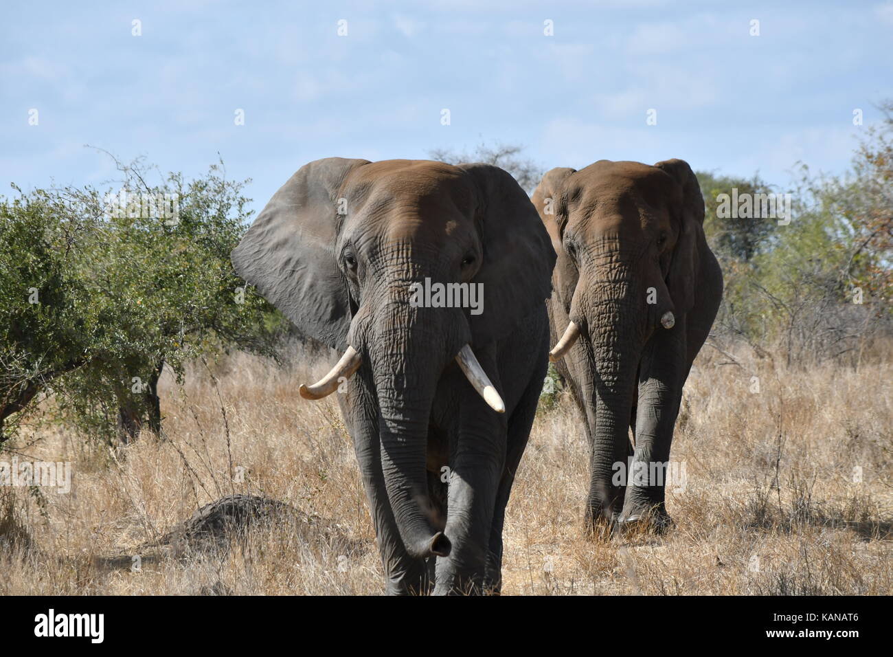Elefante adulto passeggiate nel parco nazionale di Kruger, sud africa Foto Stock