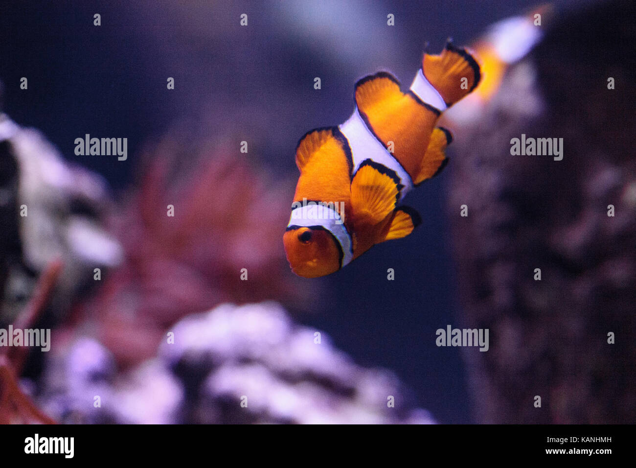 Clownfish, amphiprioninae, in un mare di pesci e reef aquarium, soggiornando vicino al suo host anemone Foto Stock