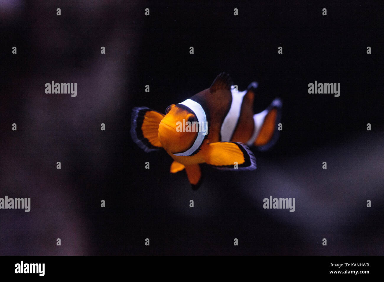 Clownfish, amphiprioninae, in un mare di pesci e reef aquarium, soggiornando vicino al suo host anemone Foto Stock