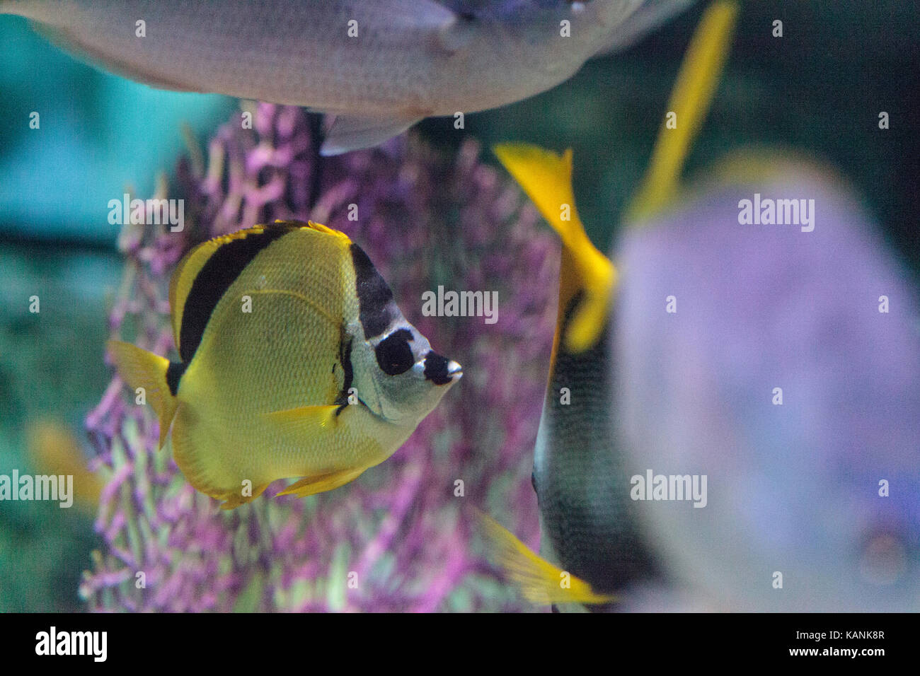 Raccoon butterflyfish chaetodon lunula si trova sulle barriere coralline del indo-pacifico. Foto Stock