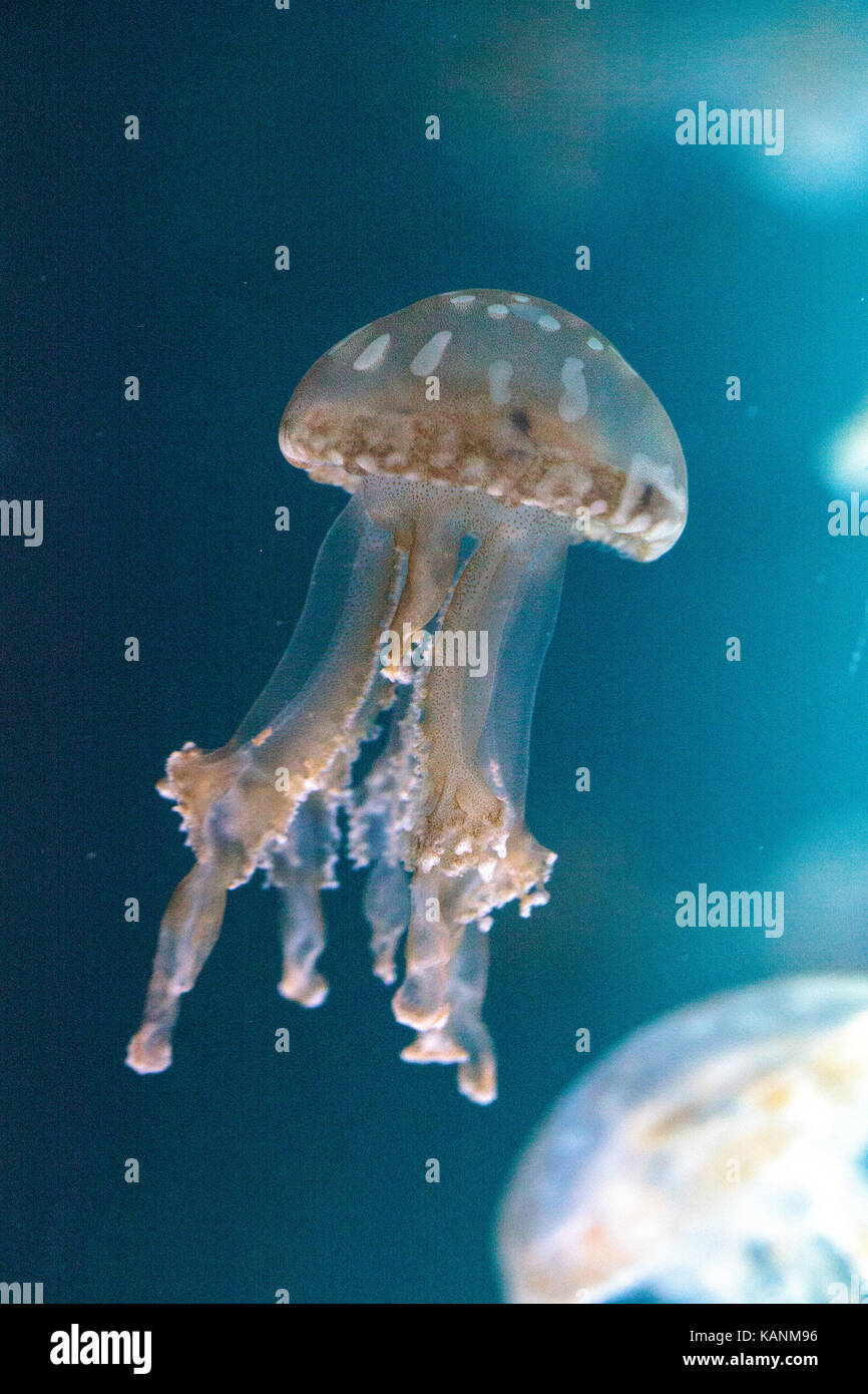 Golden jelly, phyllorhiza punctata, è anche conosciuta come la campana flottante e il white-spotted medusa Foto Stock