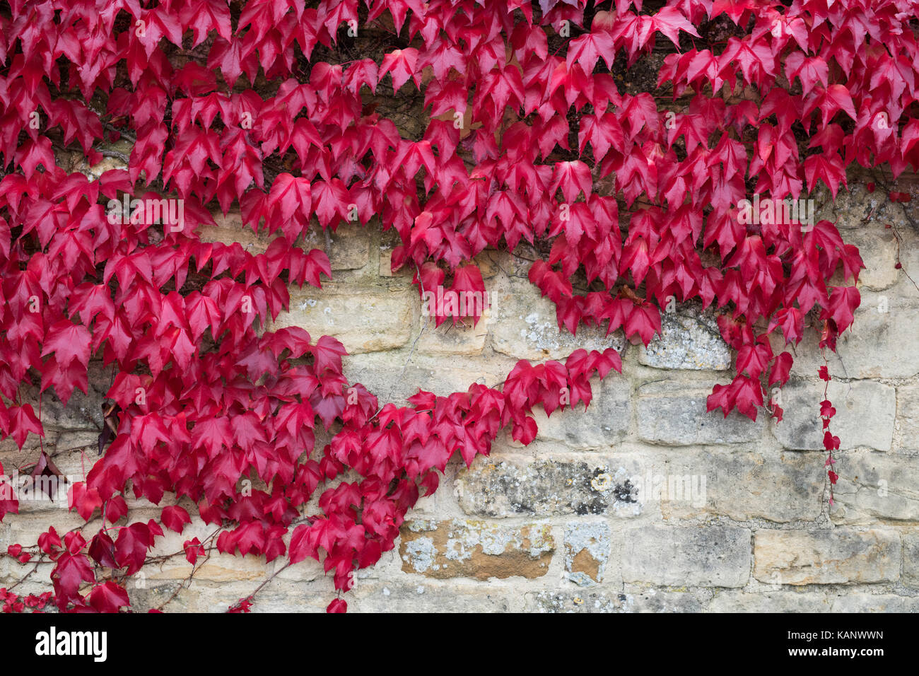 Parthenocissus tricuspidata. Boston Ivy / Giapponese superriduttore a copertura di un giardino cottage in pietra. Bledington, Cotswolds, Gloucestershire, Regno Unito Foto Stock