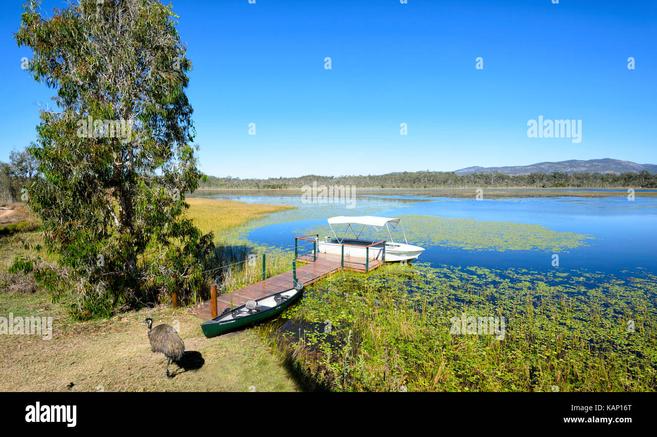 Emu (Dromaius novaehollandiae) passeggiare dal molo al Mareeba Aeroporto zone umide, altopiano di Atherton del Queensland del Nord, QLD, Australia Foto Stock