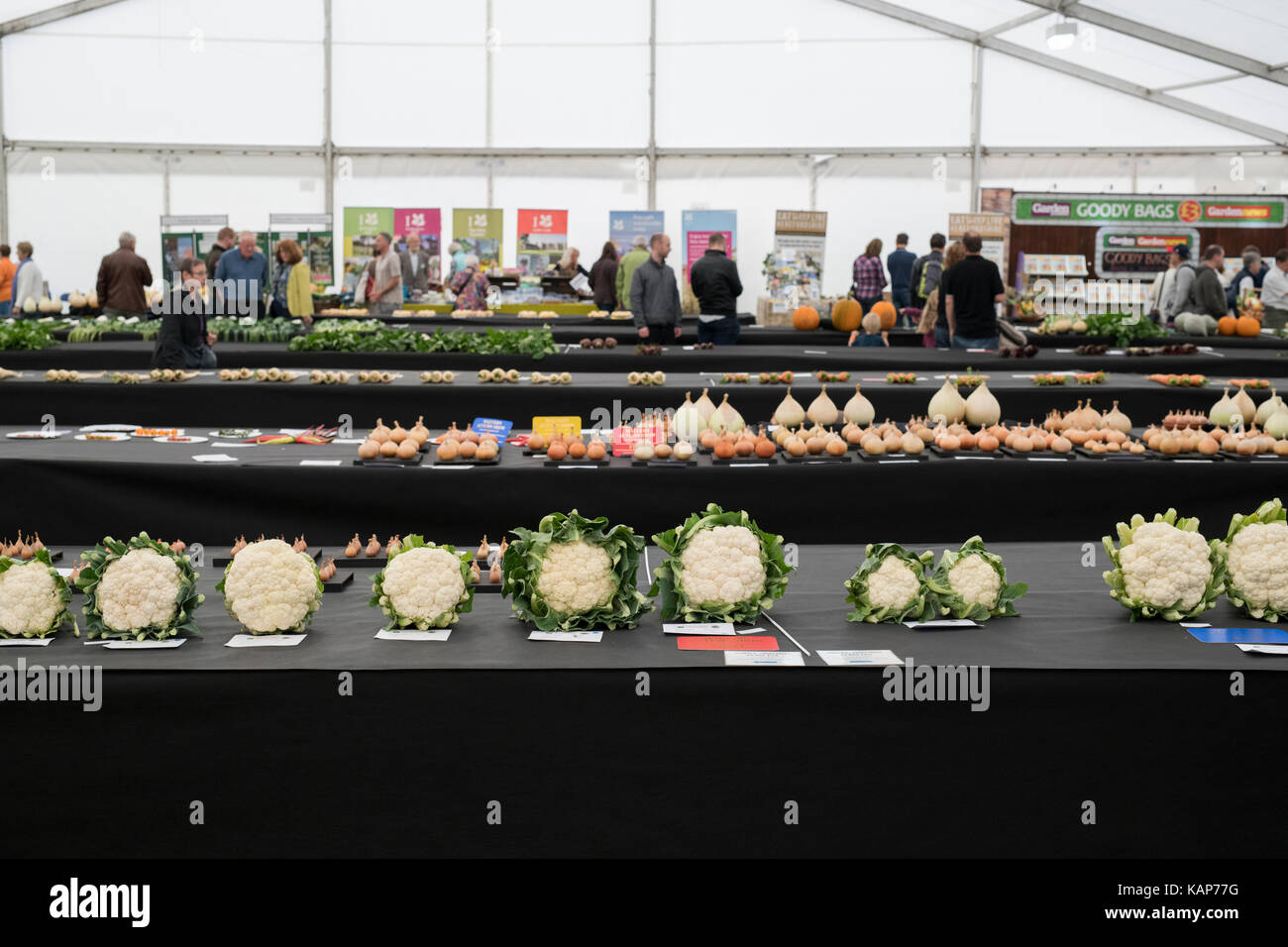 Mostra le verdure in la marque a Malvern autunno mostra, Worcestershire, Regno Unito Foto Stock