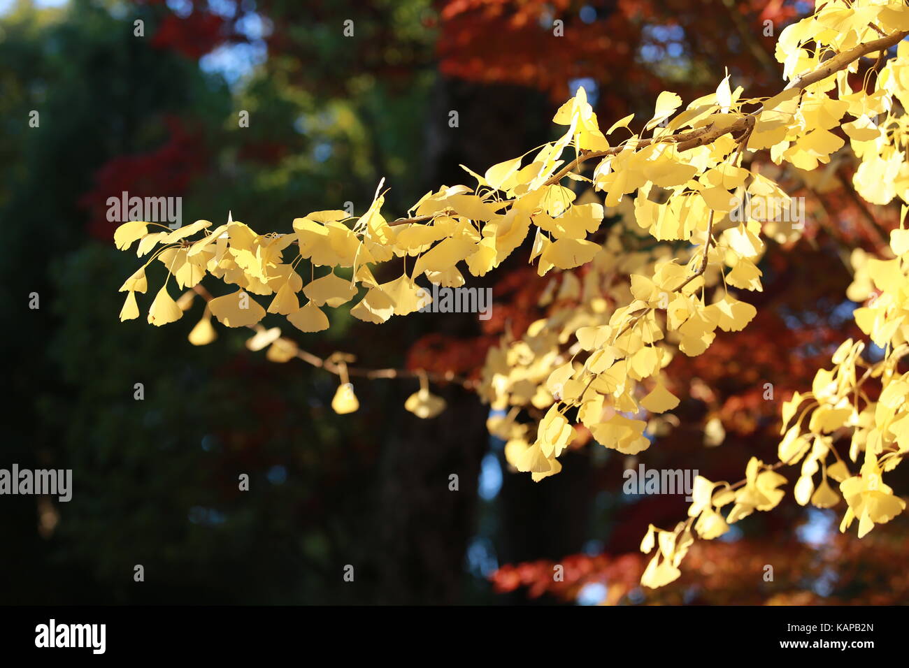 Golden ginkgo foglie in giappone park Foto Stock