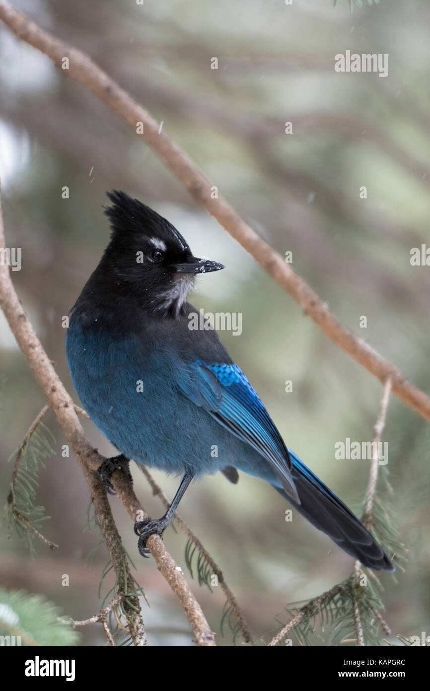 Steller jay / diademhaeher ( cyanocitta stelleri ) arroccata su una conifera albero, guardando indietro sopra la sua spalla, area di Yellowstone, Montana, USA. Foto Stock