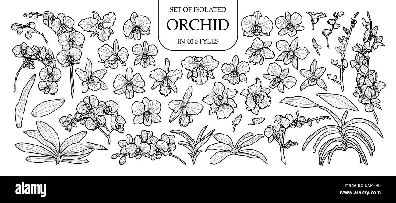 Set di orchidea isolati in 40 stili. carino disegnato a mano illustrazione vettoriale nel contorno nero e il piano bianco su sfondo bianco. Illustrazione Vettoriale