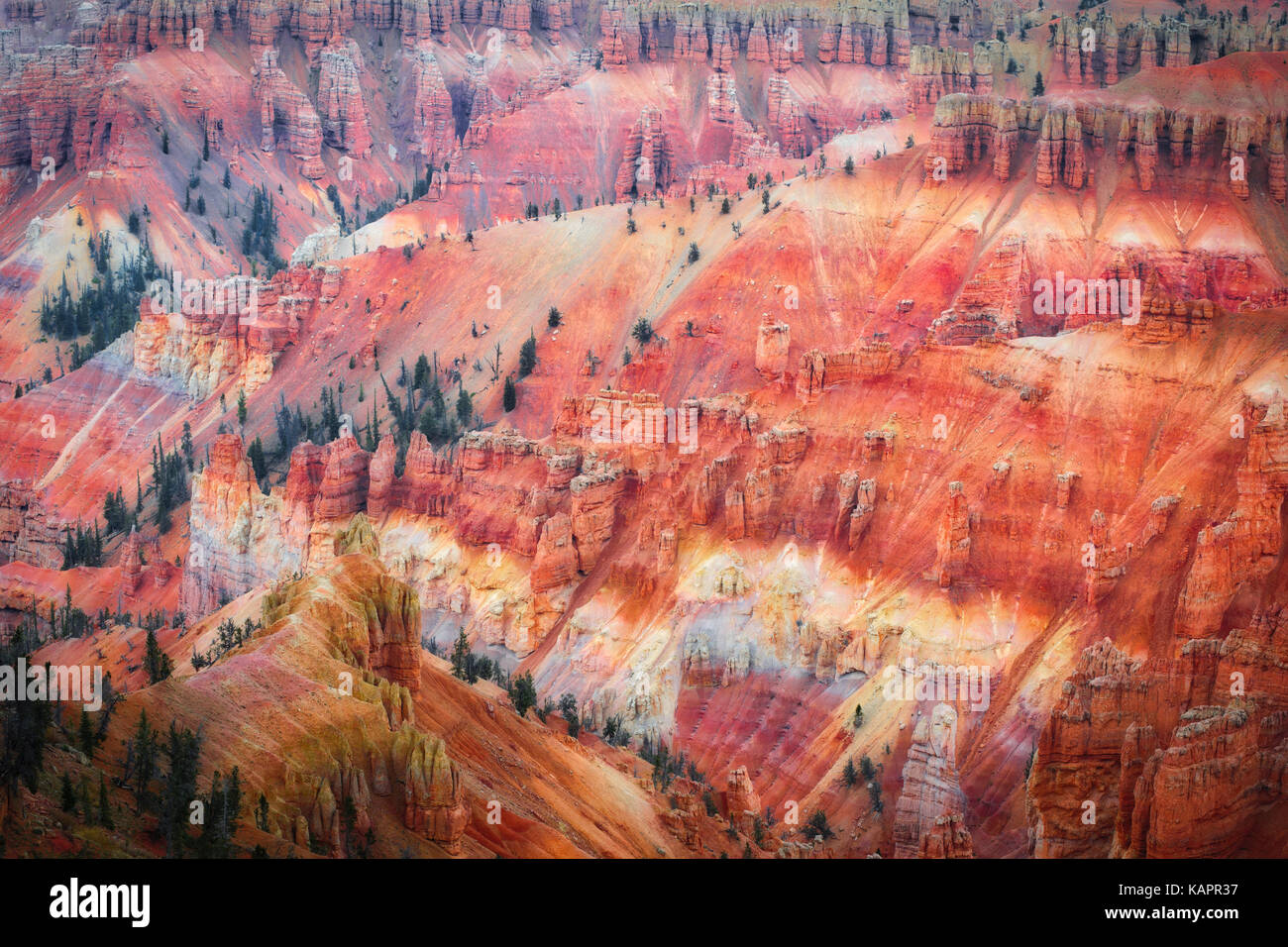 Ferro e ossidi di magnesio creare queste splendide rosso e viola i colori tra le hoodoo anfiteatro in Utah's Cedar Breaks National Monument. Foto Stock