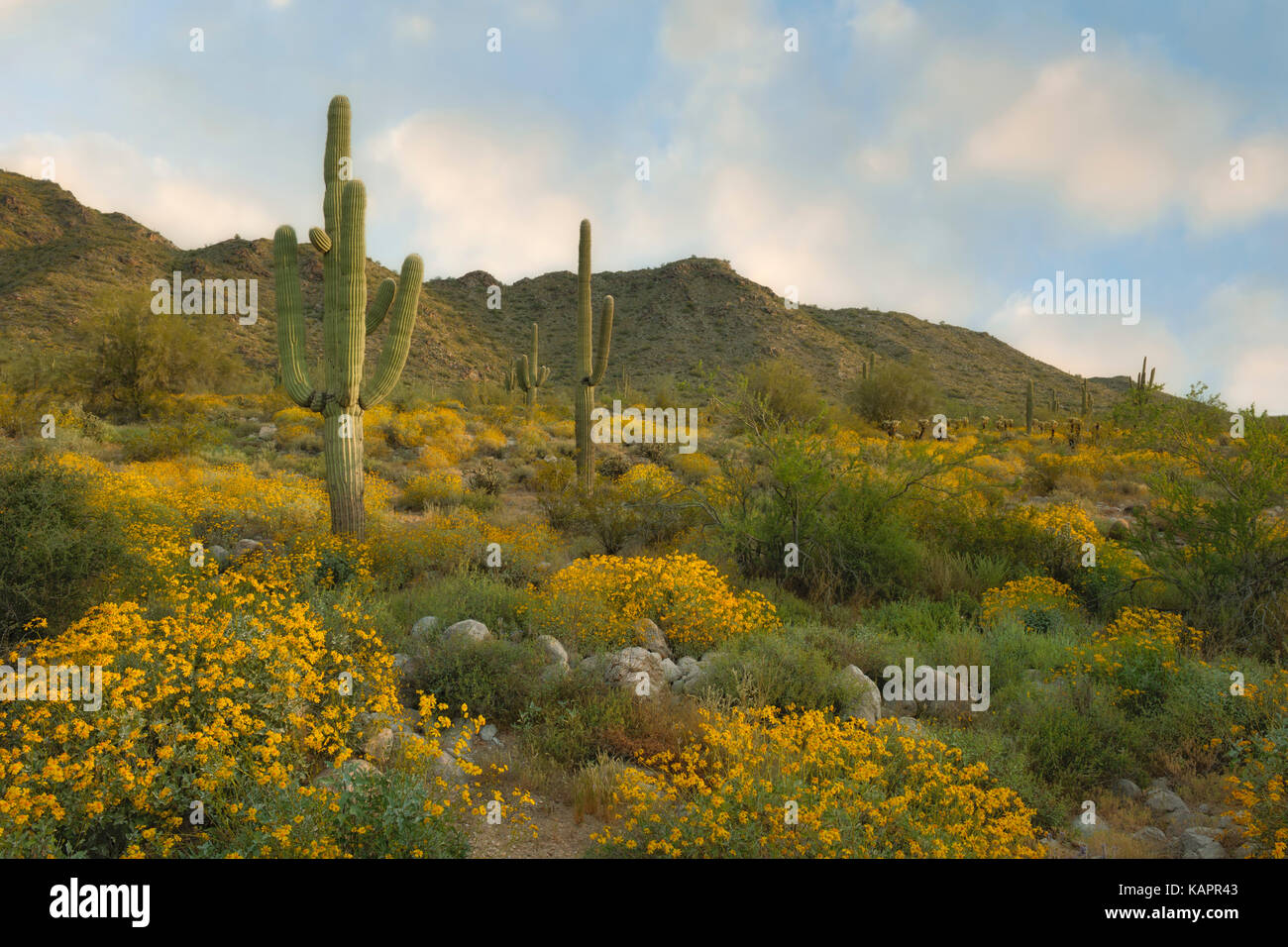 La mattina presto in Arizona Vasca bianca montagna Parco regionale con la molla della fioritura della boccola fragile tra le torreggianti cactus Saguaro. Foto Stock