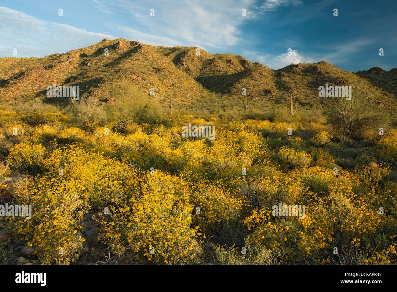 La mattina presto luce sulla molla di bloom di brittlebush in Arizona Vasca bianca montagna parco regionale. Foto Stock