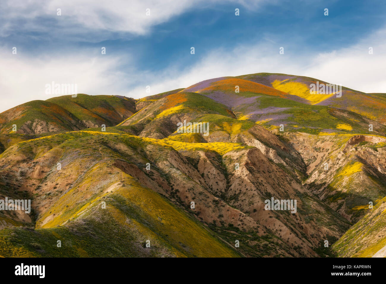 Il super fioritura della primavera di fiori di campo sulla gamma di Temblor in California's Carrizo Plain monumento nazionale. Foto Stock