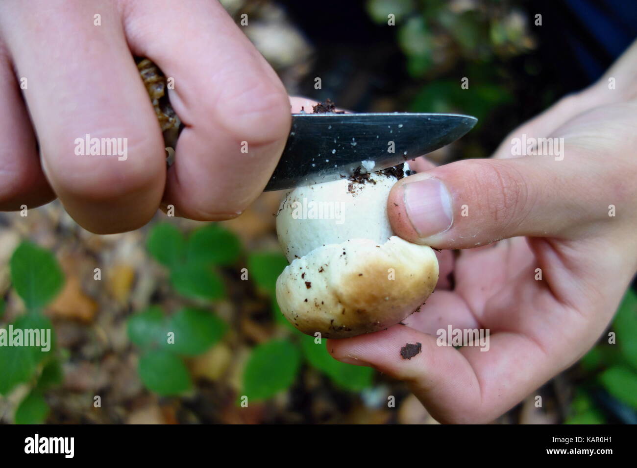 Boletus reticulatus (Boletus aestivalis, e noto come cep estivo) che cresce nella foresta. Concetto di taglio funghi nella foresta Foto Stock