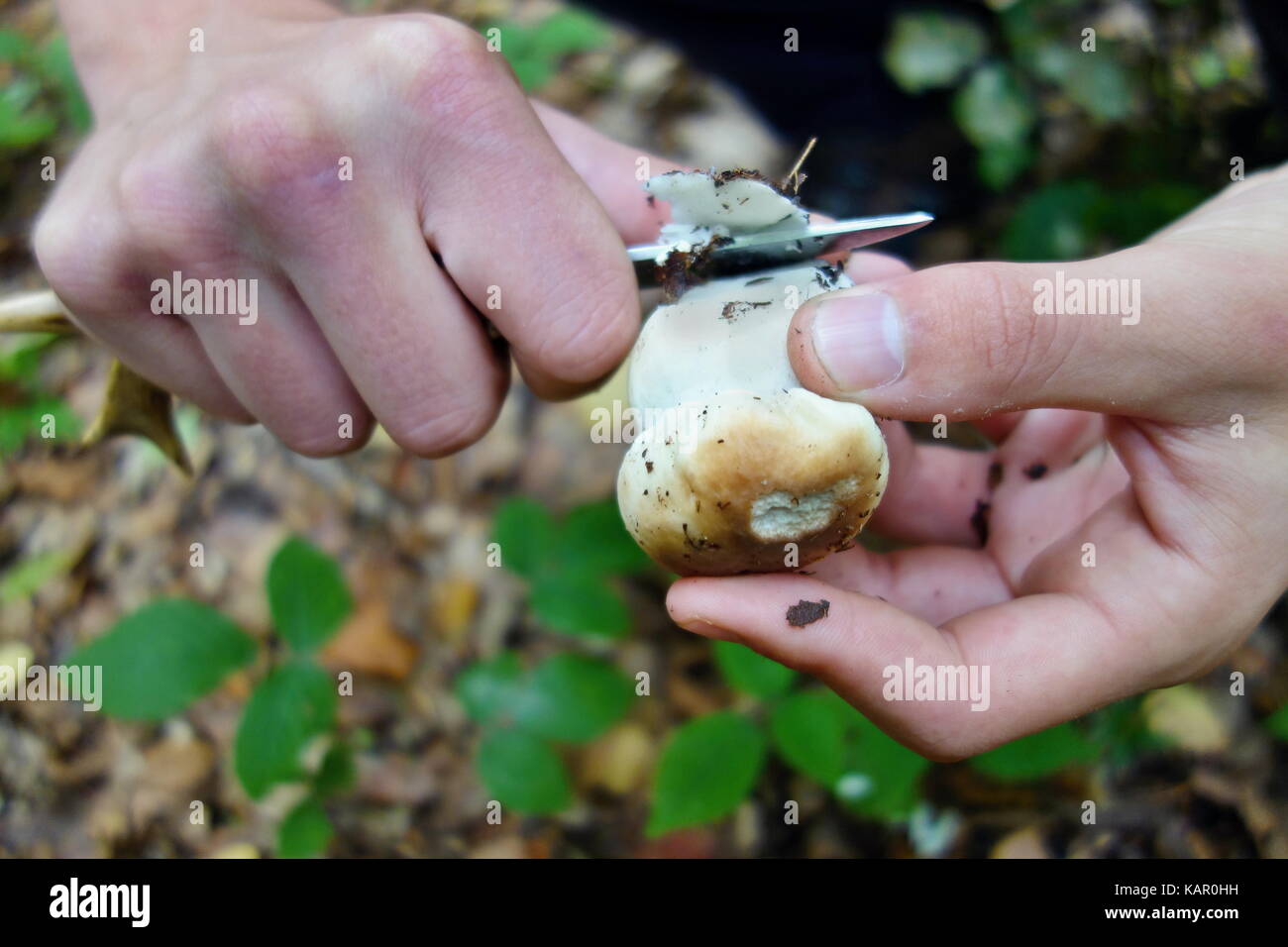 Boletus reticulatus (Boletus aestivalis, e noto come cep estivo) che cresce nella foresta. Concetto di taglio funghi nella foresta Foto Stock