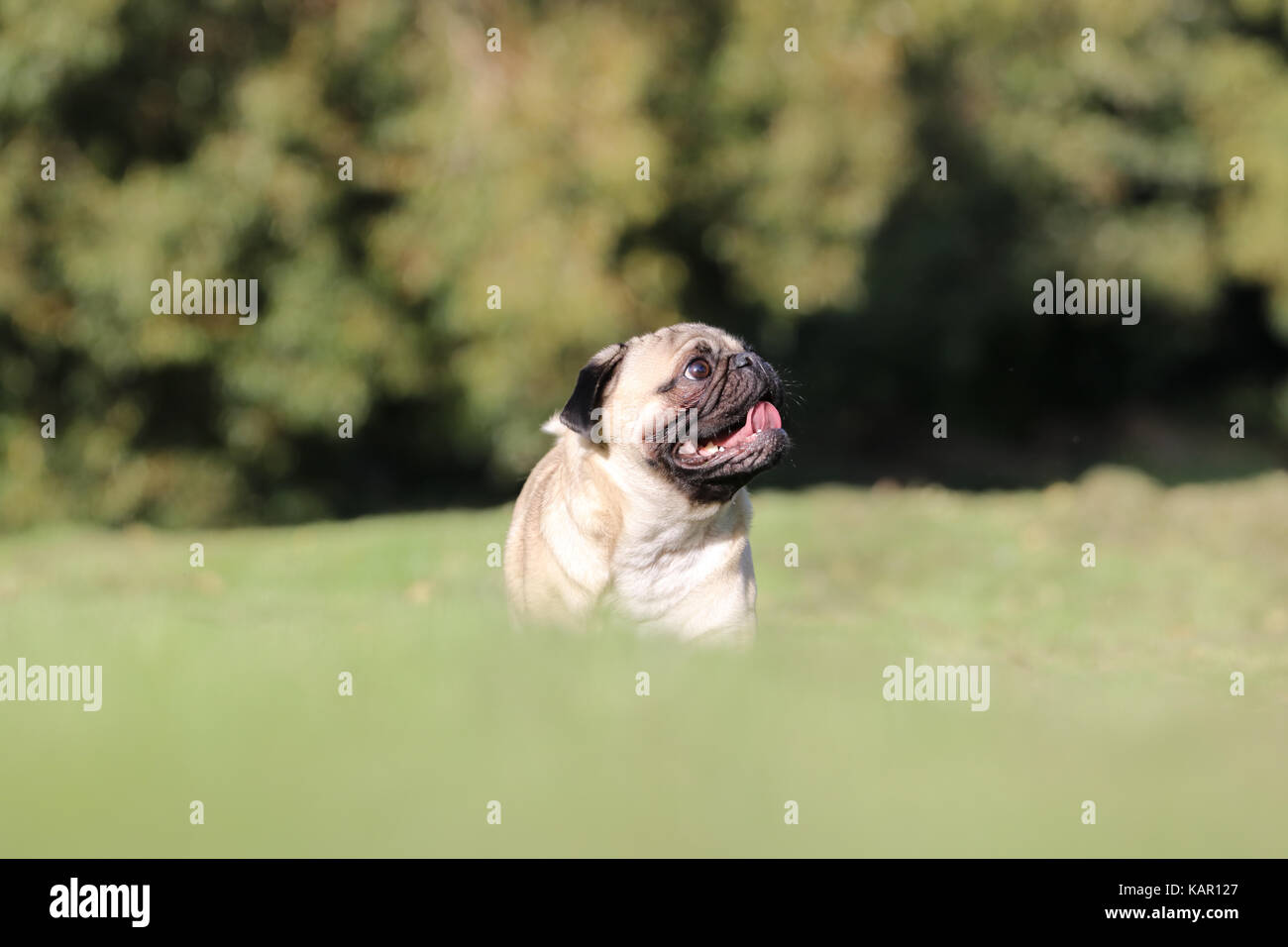 Un anno vecchio fawn Pug maschio Foto Stock