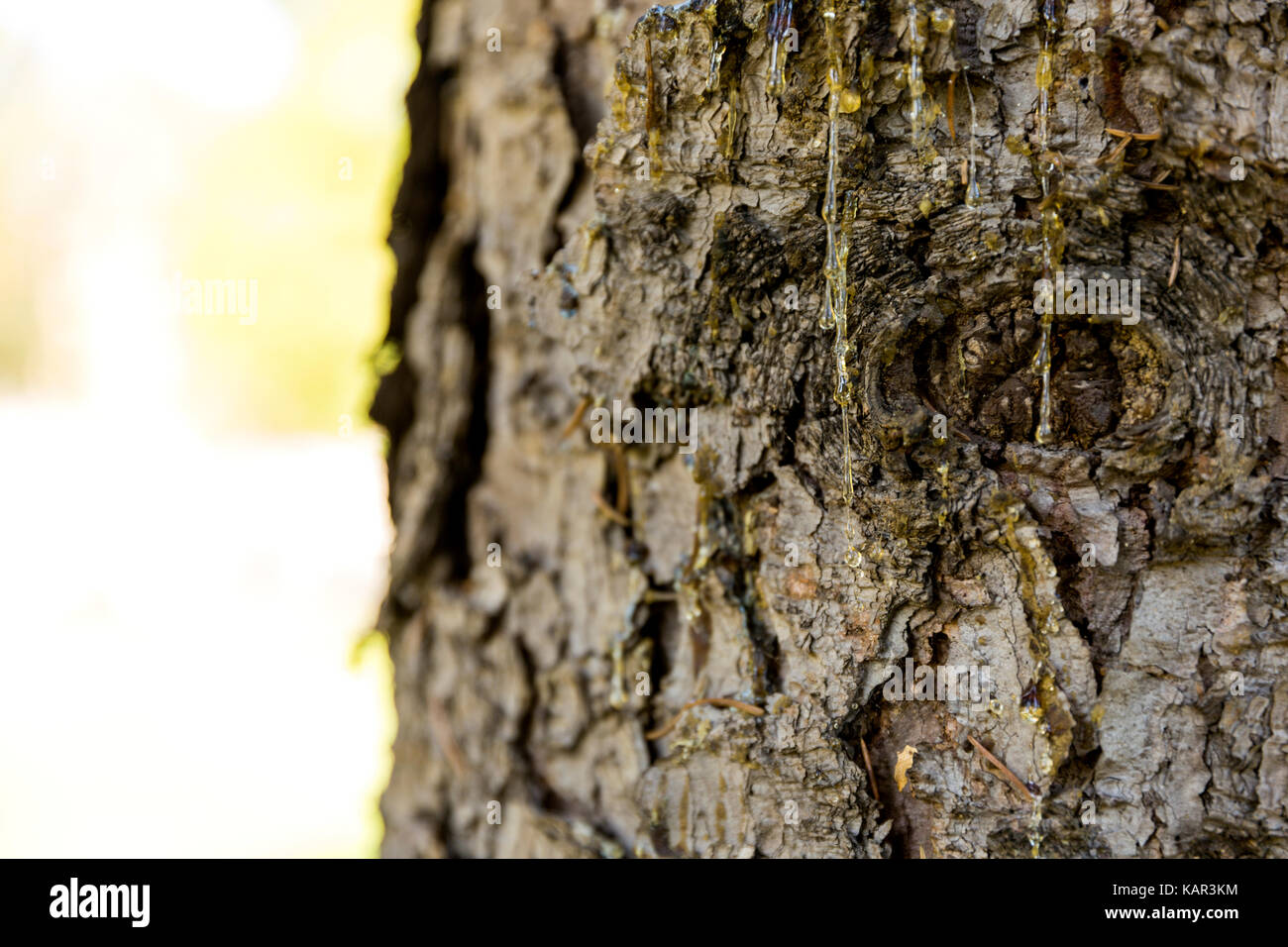 Gocce di resina di pino di corteccia di albero Foto stock - Alamy
