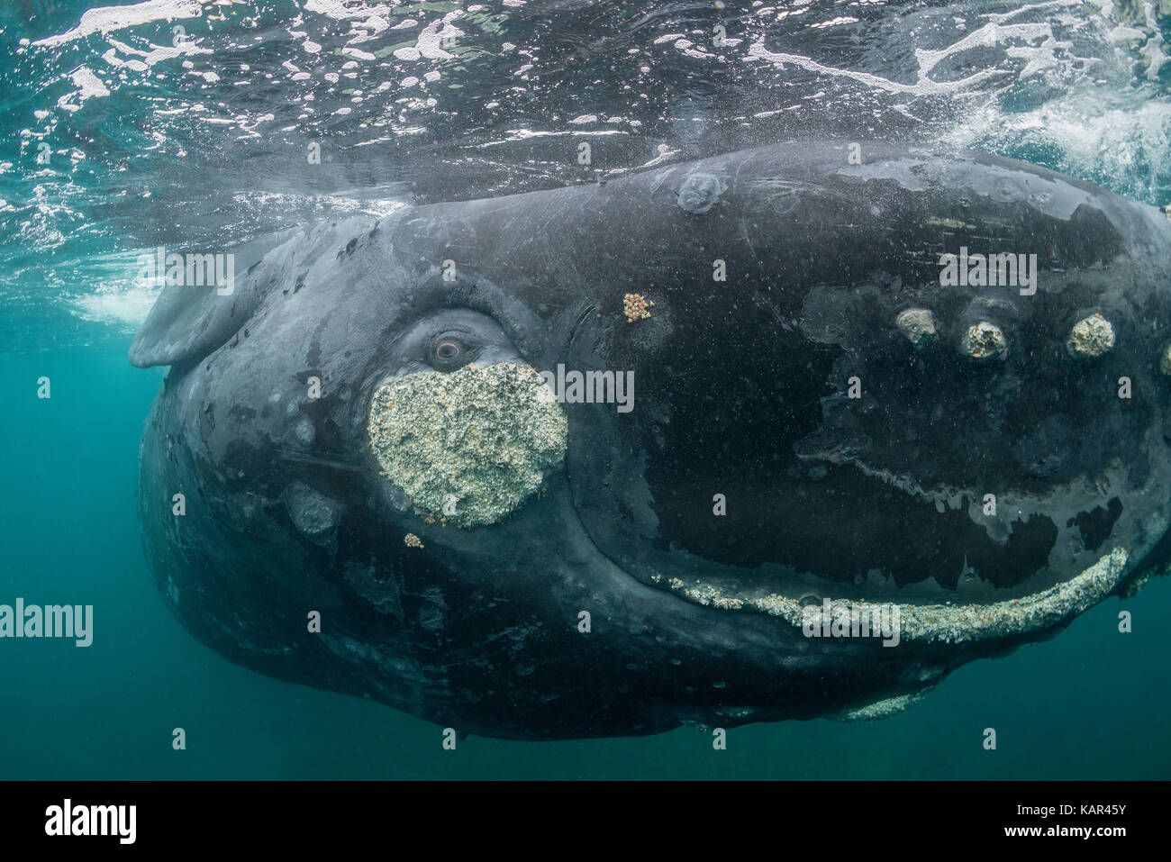 Extreme close up di un curioso southern right whale rolling circa in corrispondenza della superficie, la Penisola Valdes, Patagonia, Argentina. Foto Stock