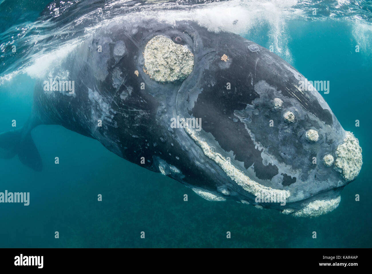 Extreme close up di un curioso southern right whale rolling circa in corrispondenza della superficie, la Penisola Valdes, Patagonia, Argentina. Foto Stock