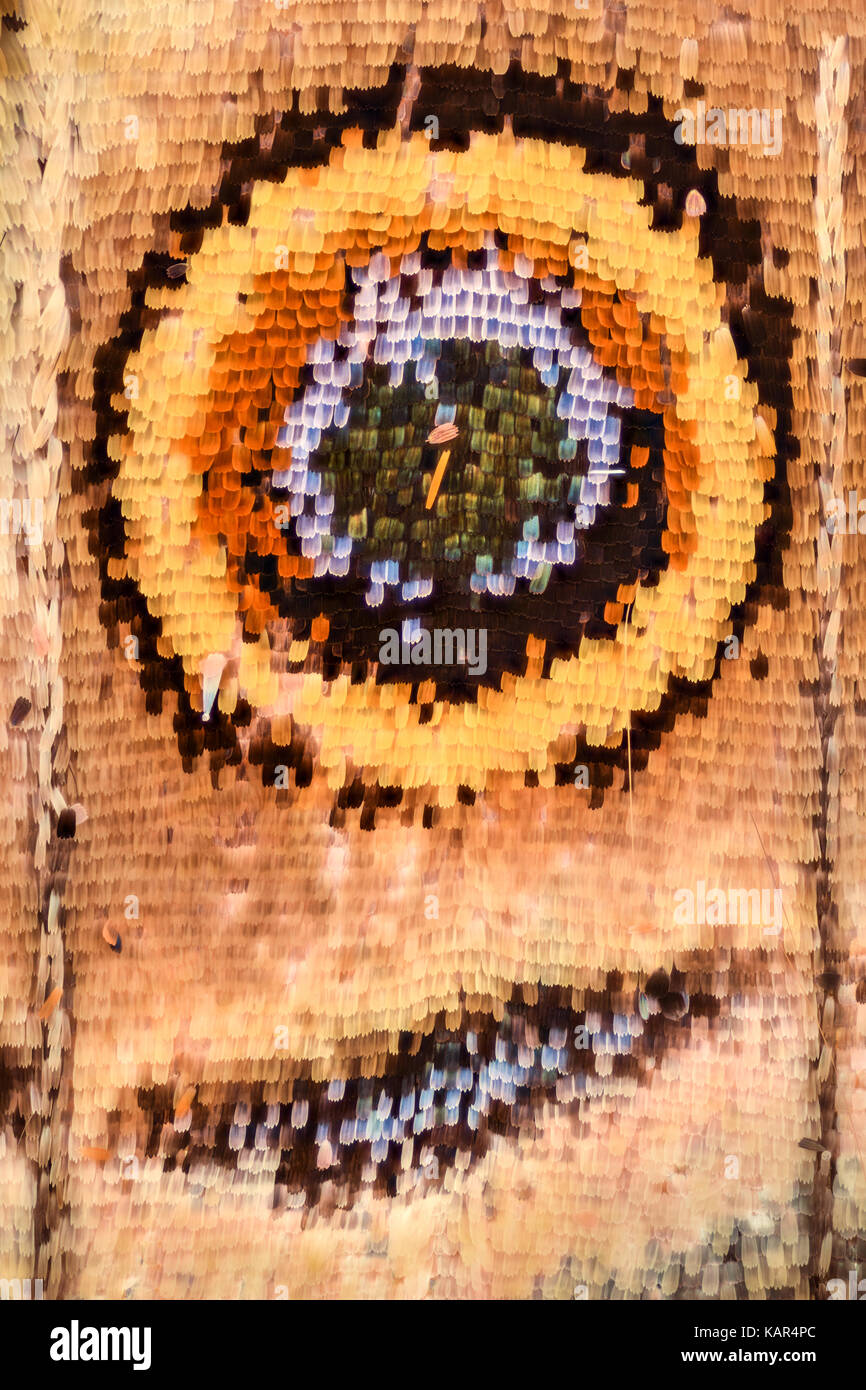 Ingrandimento estremo - Ala di farfalla sotto il microscopio Foto Stock Ingrandimento estremo - Ala di farfalla sotto il microscopio Foto Stock