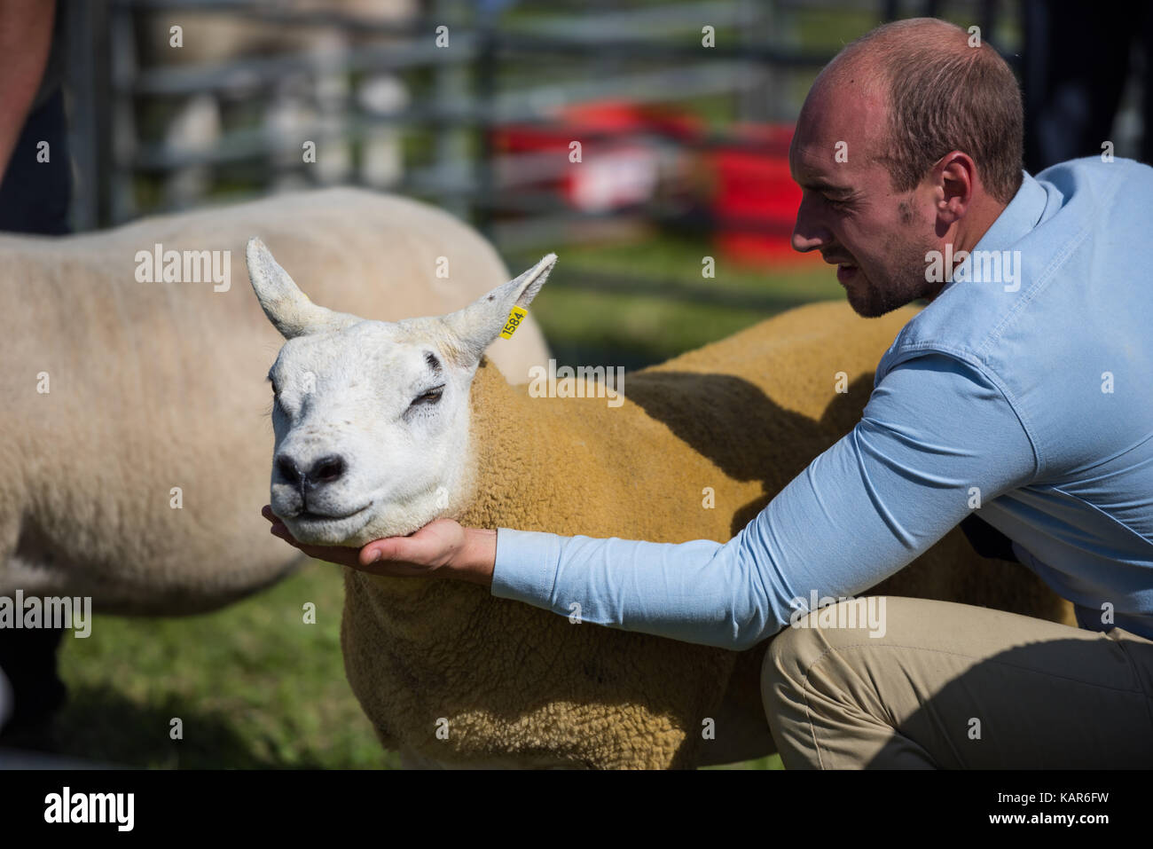 Texal pecore giudicare, Southern Agricultural Show, Isola di Man. Foto Stock