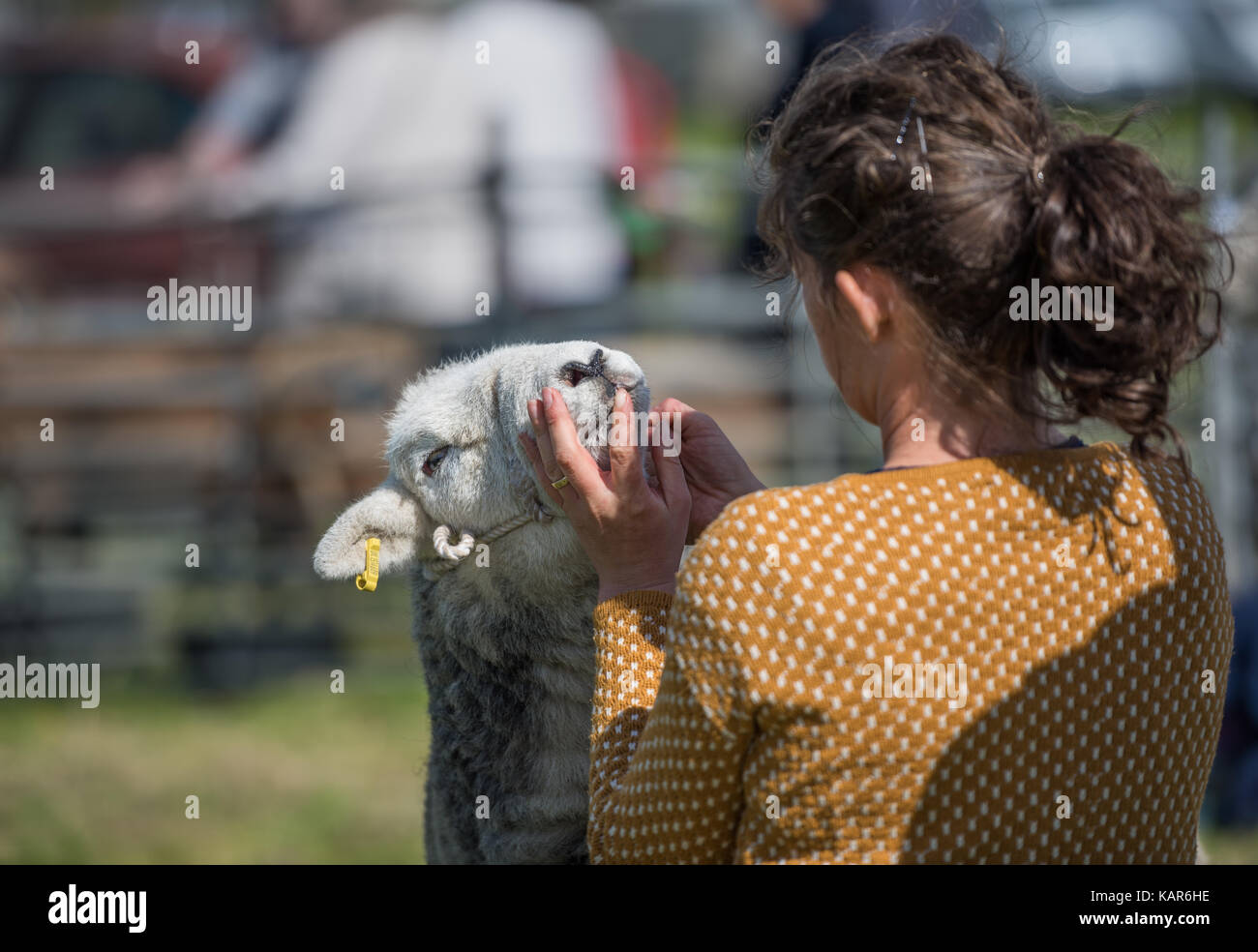 Pecore Herdwick giudicare, Southern Agricultural Show, Isola di Man. Foto Stock