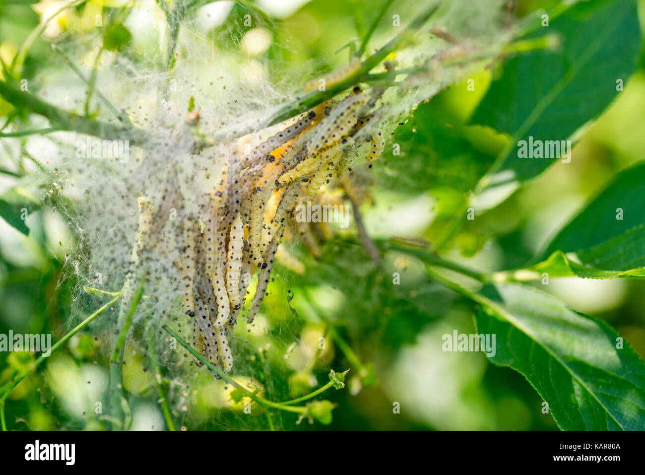 Dettaglio di un impianto coperto con ermellino moth web con i bruchi in tempo di primavera Foto Stock