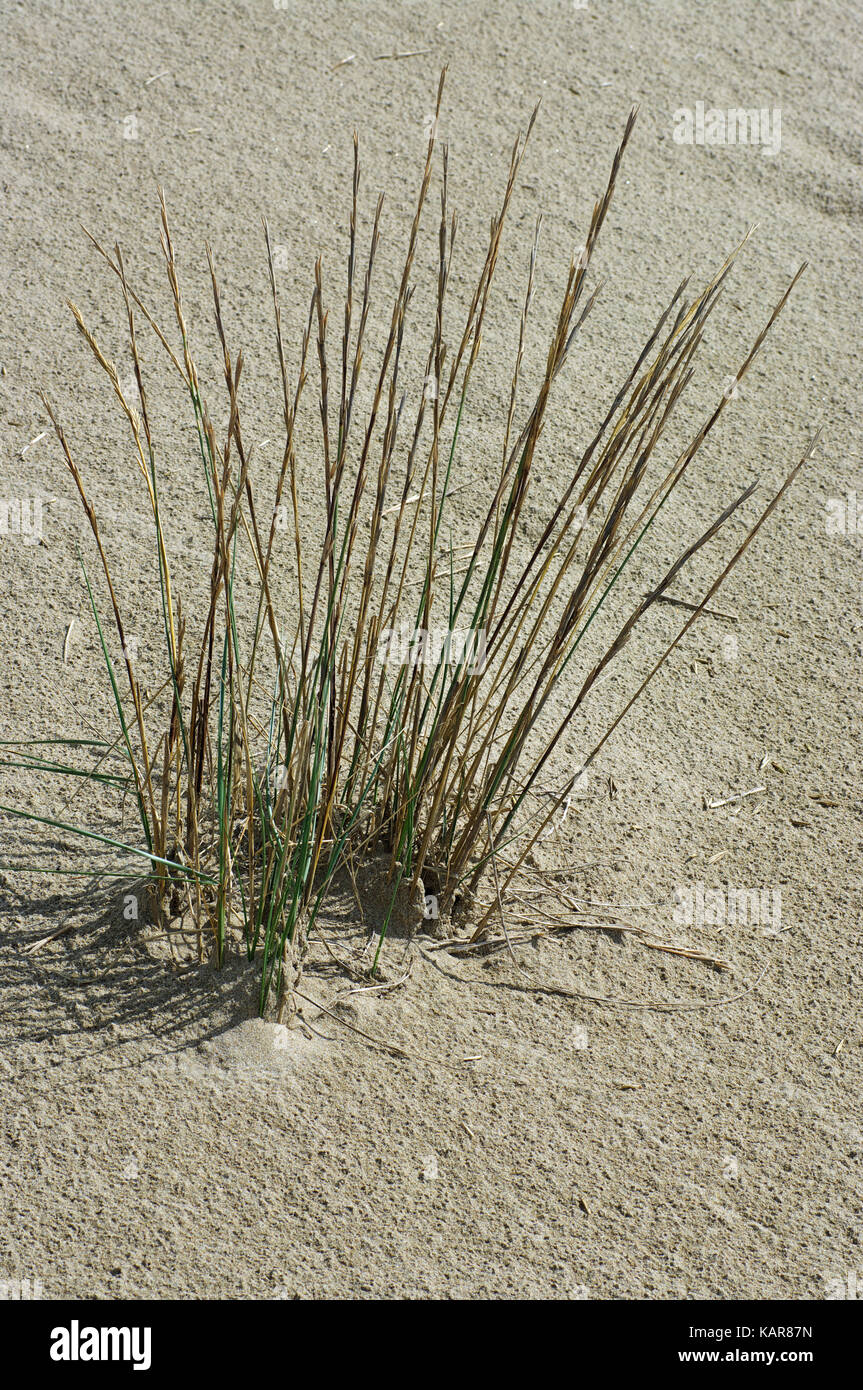 Questo è elymus farctus, la sabbia lettino-erba, un sale-tollerante rispetto di frumento; dalla famiglia poaceae Foto Stock