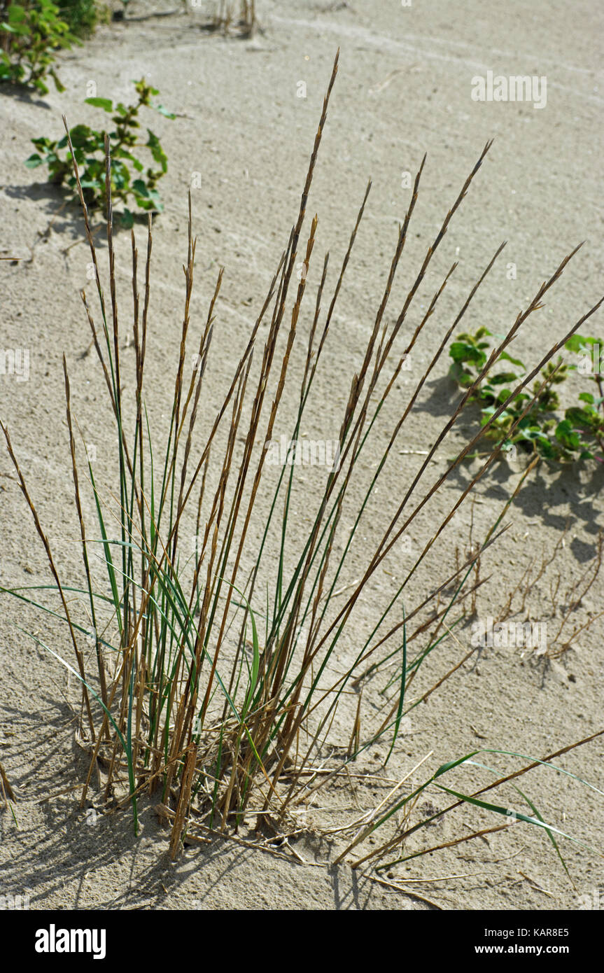 Questo è elymus farctus, la sabbia lettino-erba, un sale-tollerante rispetto di frumento; dalla famiglia poaceae Foto Stock