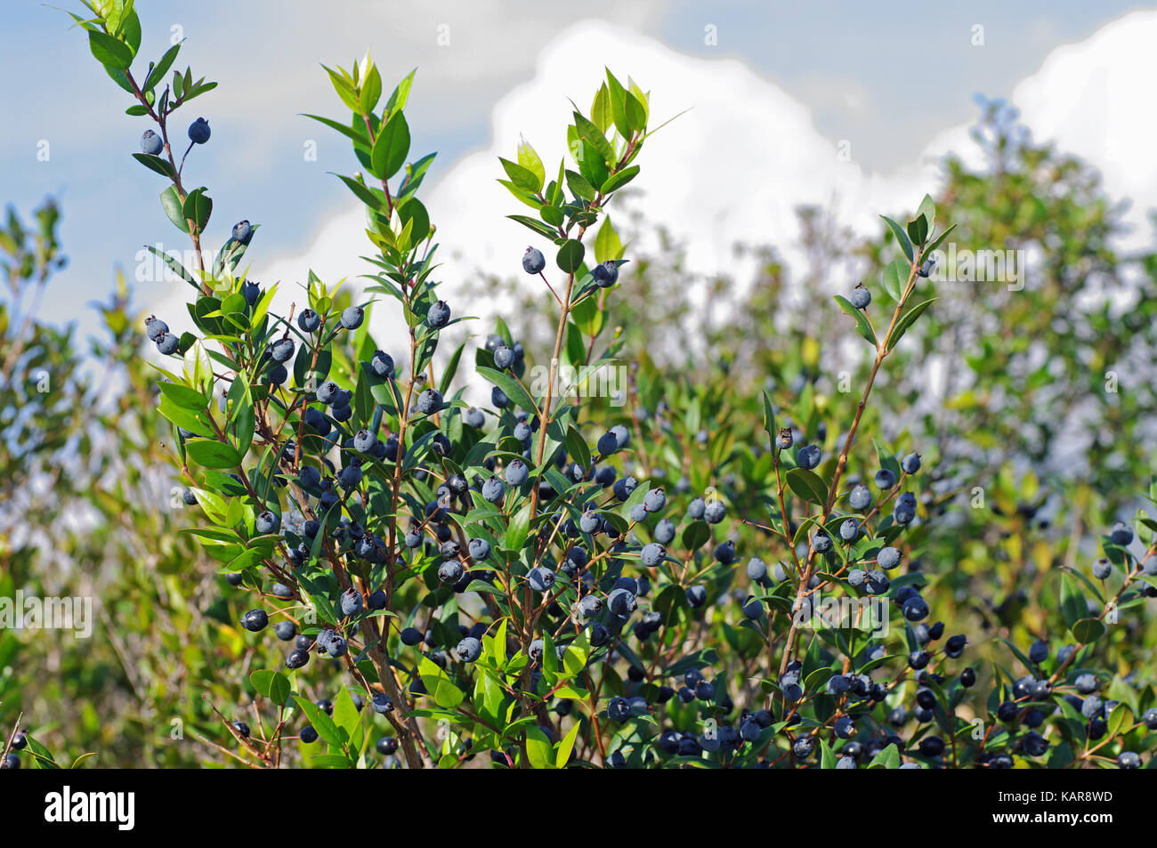 Questo è il Myrtus communis, il mirto comune con frutti, dalla famiglia myrtaceae Foto Stock