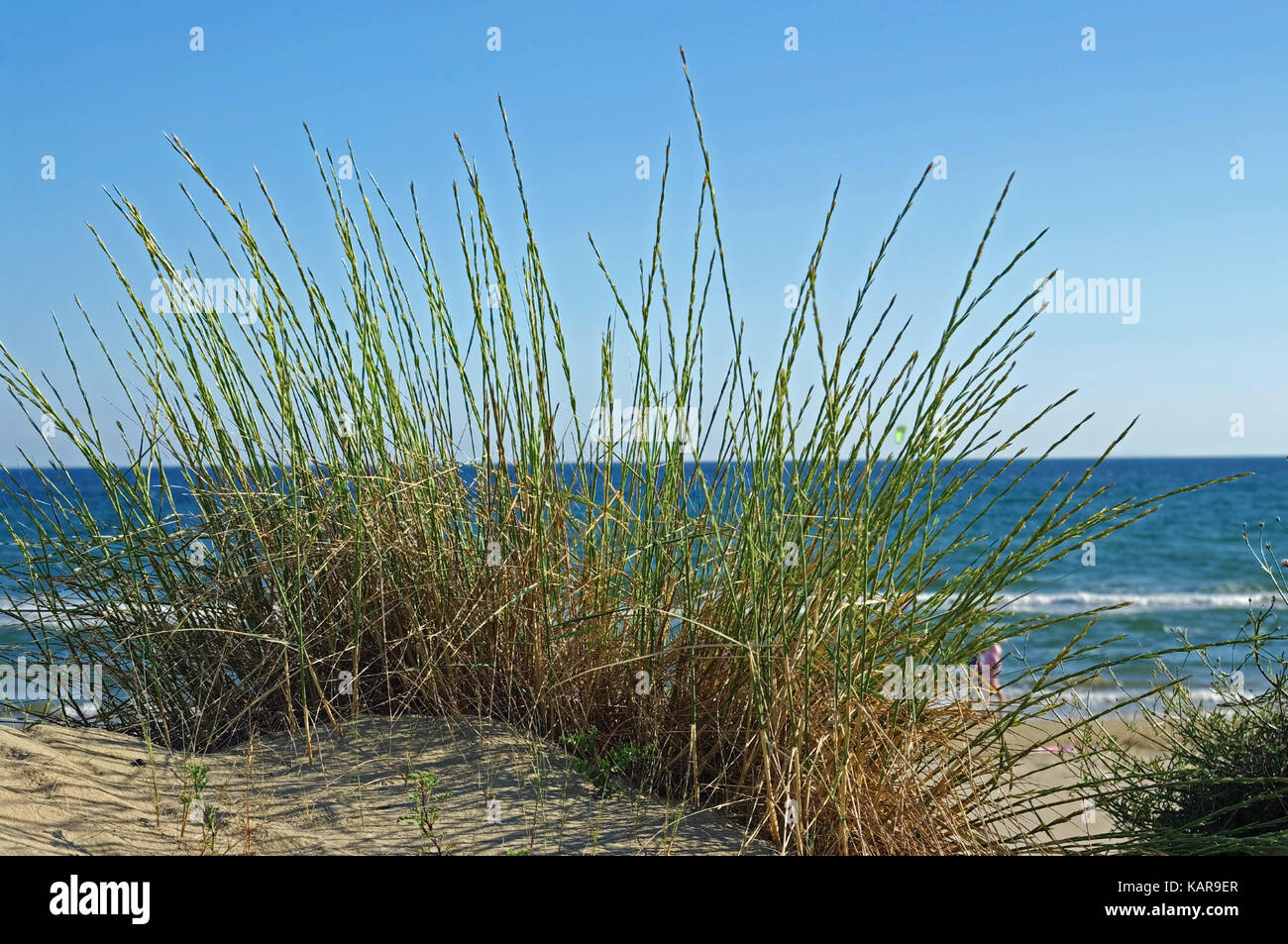 Questo è elymus farctus, la sabbia lettino-erba, un sale-tollerante rispetto di frumento; dalla famiglia poaceae Foto Stock