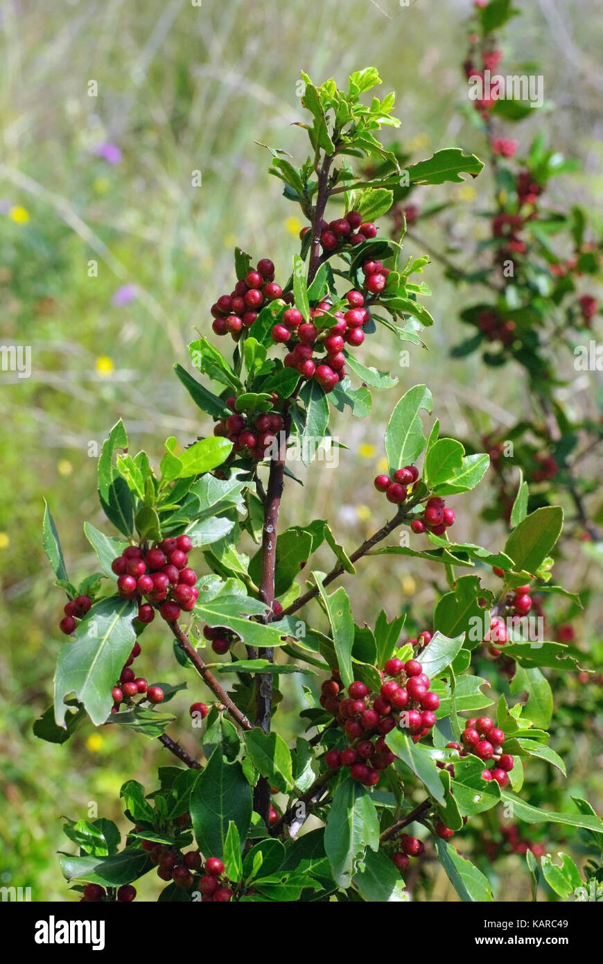 Si tratta di Rhamnus alaternus, il mediterraneo frangola o italiano frangola, dalla famiglia rhamnaceae Foto Stock