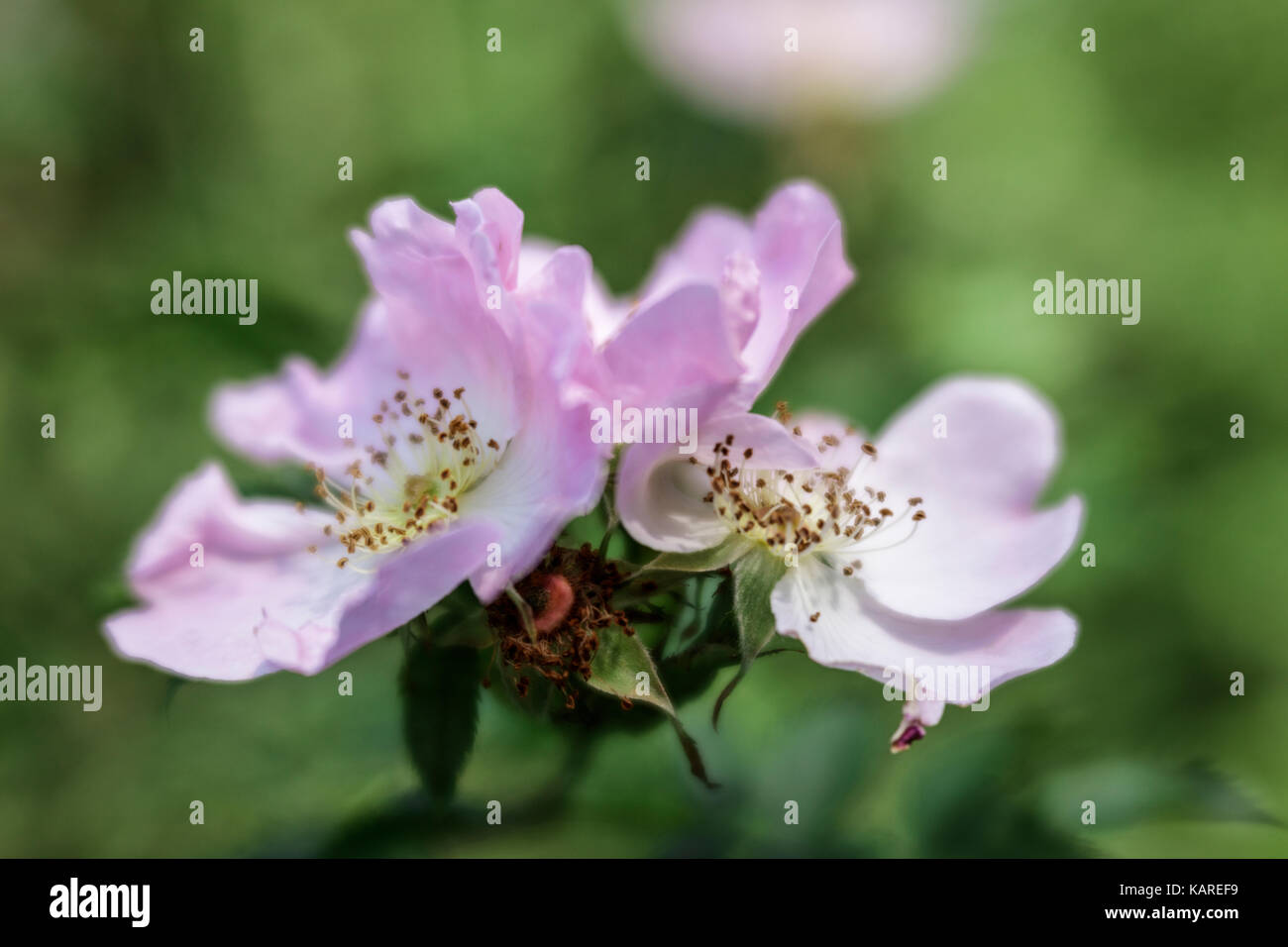 Rose canine che cresce in una siepe wiltshire Foto Stock