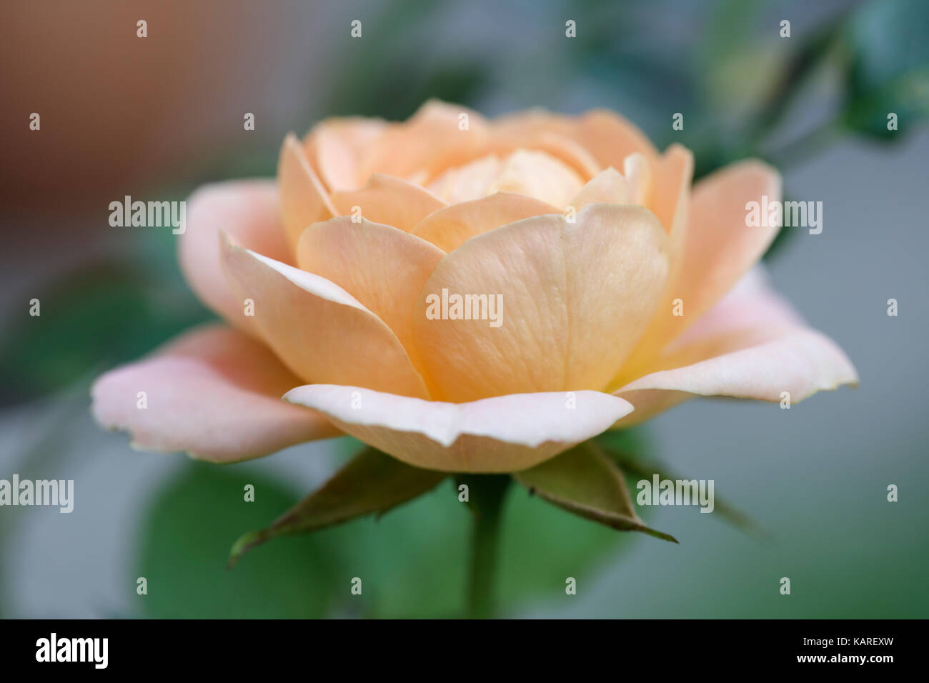 Solo pale color pesca fiore di rose che crescono in un giardino inglese Foto Stock