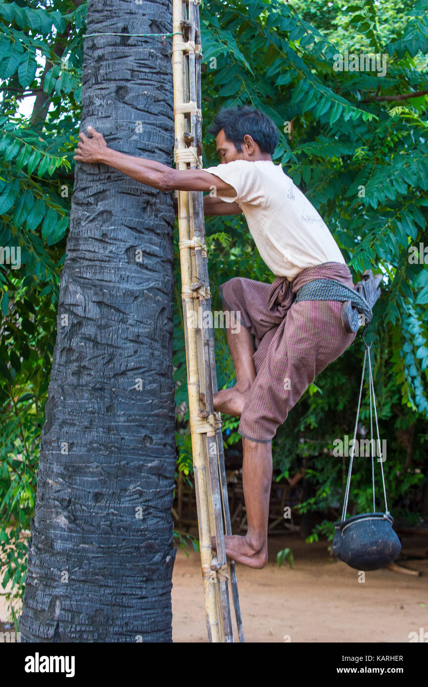 L'agricoltore birmano di arrampicarsi su un albero di palma per il succo di frutta per estrarre lo zucchero di Palm in un villaggio nei pressi di Bagan Foto Stock