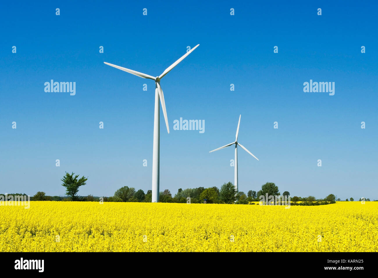 Germania del nord, la forza del vento regime in un campo di colza, norddeutschland, windkraftanlagen in einem rapsfeld Foto Stock