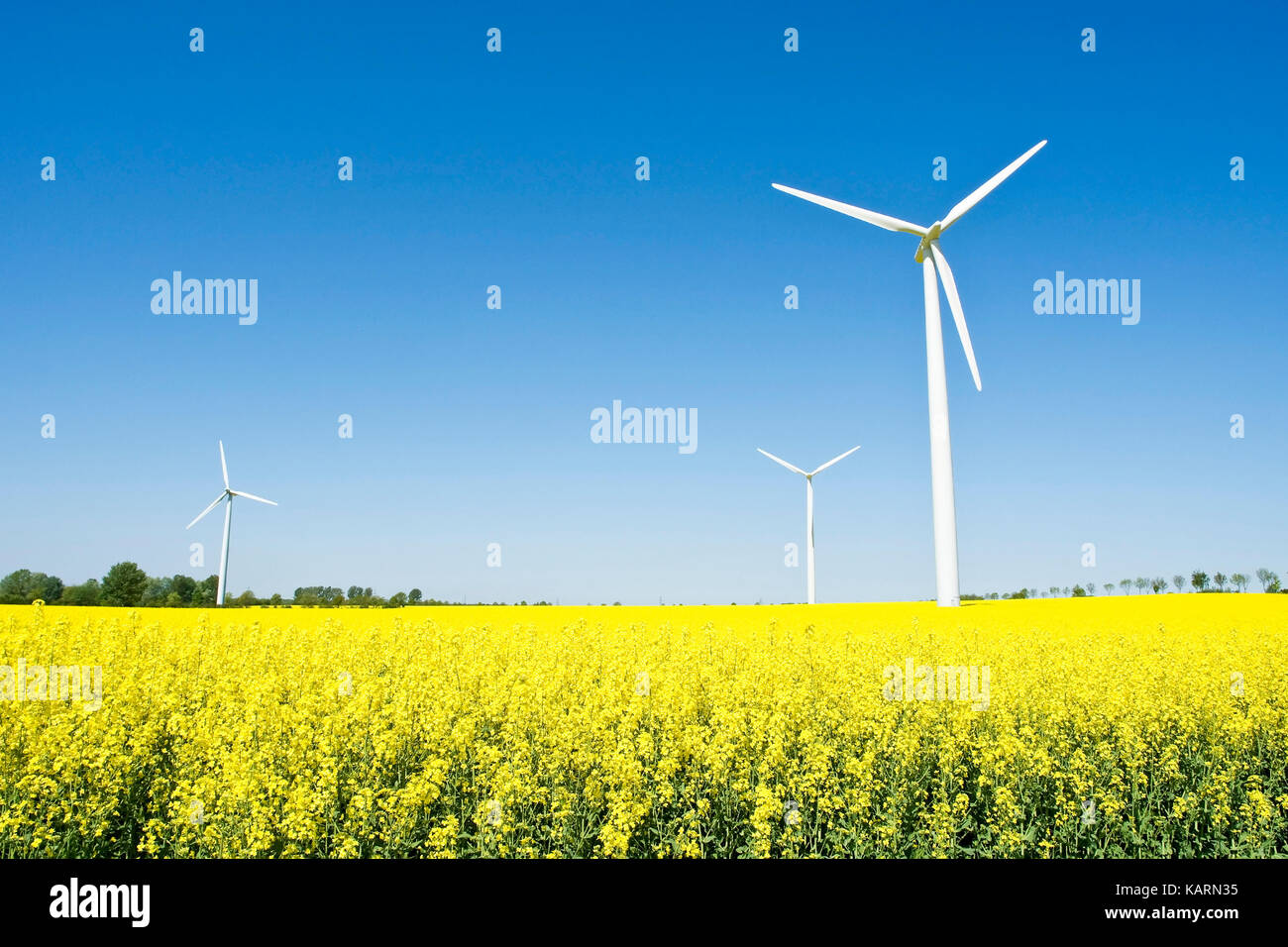 Germania del nord, la forza del vento regime in un campo di colza, norddeutschland, windkraftanlagen in einem rapsfeld Foto Stock