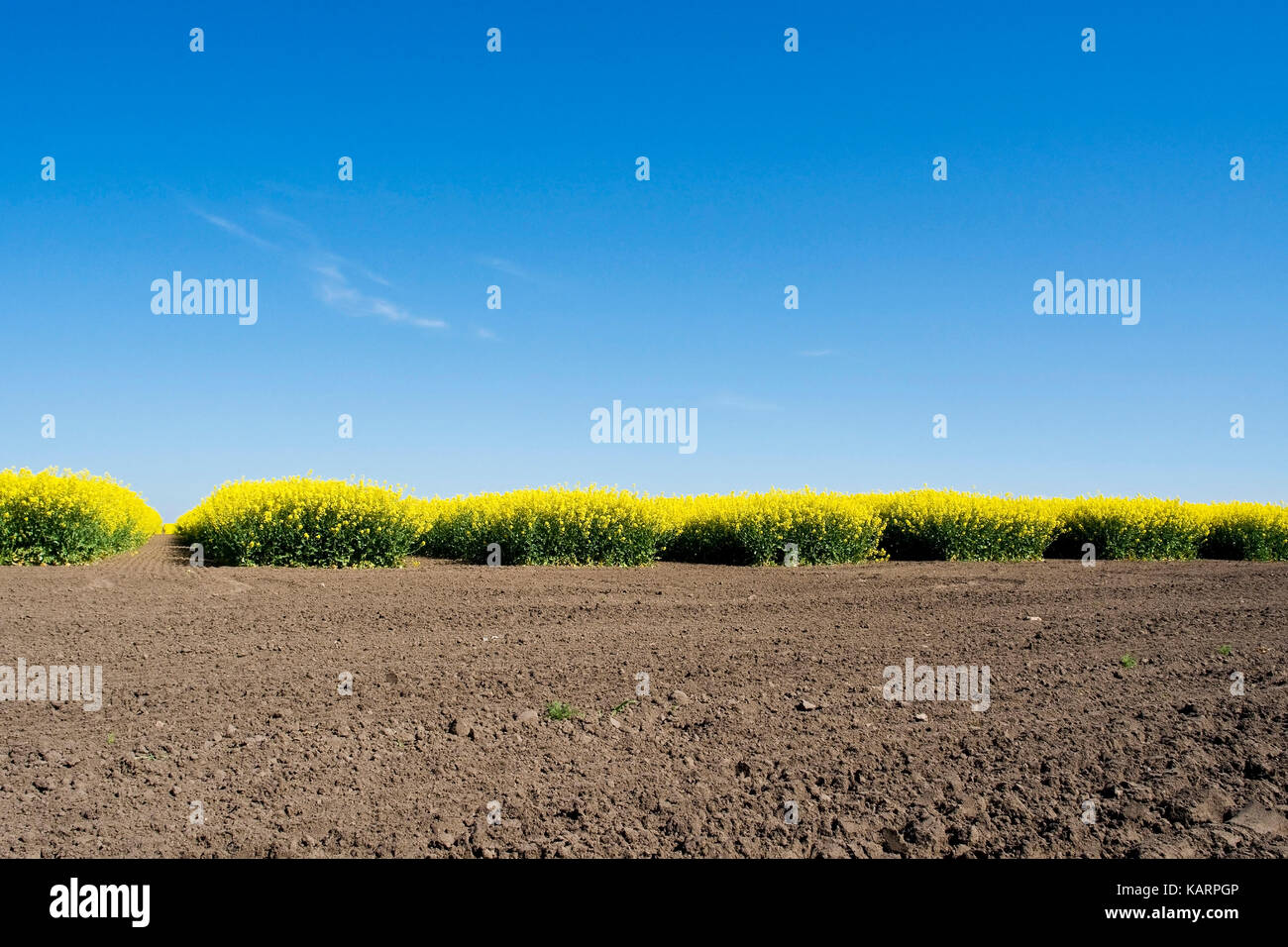 Castello nordwestmeckel, campo di prova con la colza, nordwestmeckelburg, versuchsfeld mit raps Foto Stock